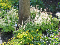 Tiarella cordifolia.jpg_s.jpg
